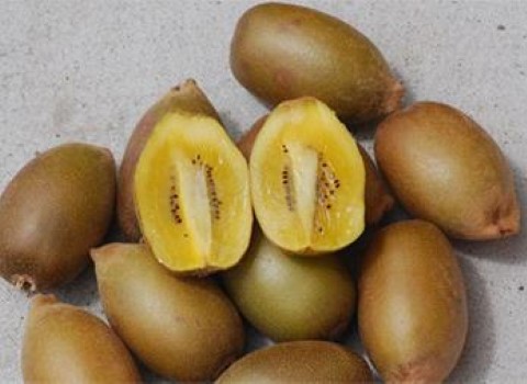 تصویر 3 از قیمت خرید کیوی طلایی رنگ + فروش ویژه